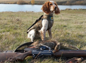  Охотничий сезон 2025-2026 гг открыт.