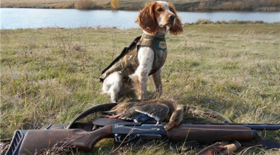  Охотничий сезон 2025-2026 гг открыт.