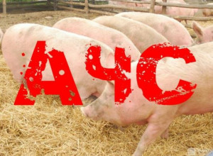 Внимание. Эпидемия африканской чумы свиной .