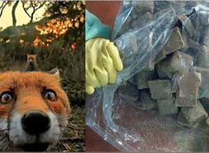 Внимание! Вакцинация лис!