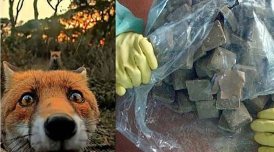 Внимание! Вакцинация лис!