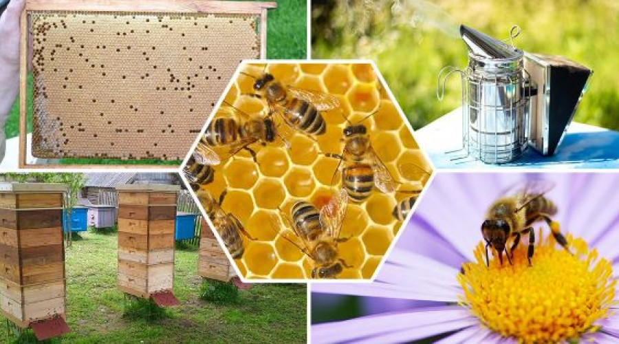 Важный семинар для пчеловодов.